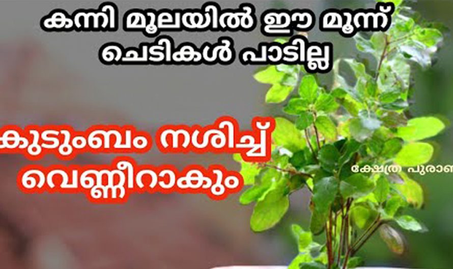 നിങ്ങളുടെ വീടുകളിലെ കന്നിമൂലയിൽ ഇത്തരം കാര്യങ്ങൾ ഉണ്ടോ? ഉണ്ടെങ്കിൽ തീർച്ചയായും അത് നീക്കം ചെയ്യുക കണ്ടു നോക്കൂ.