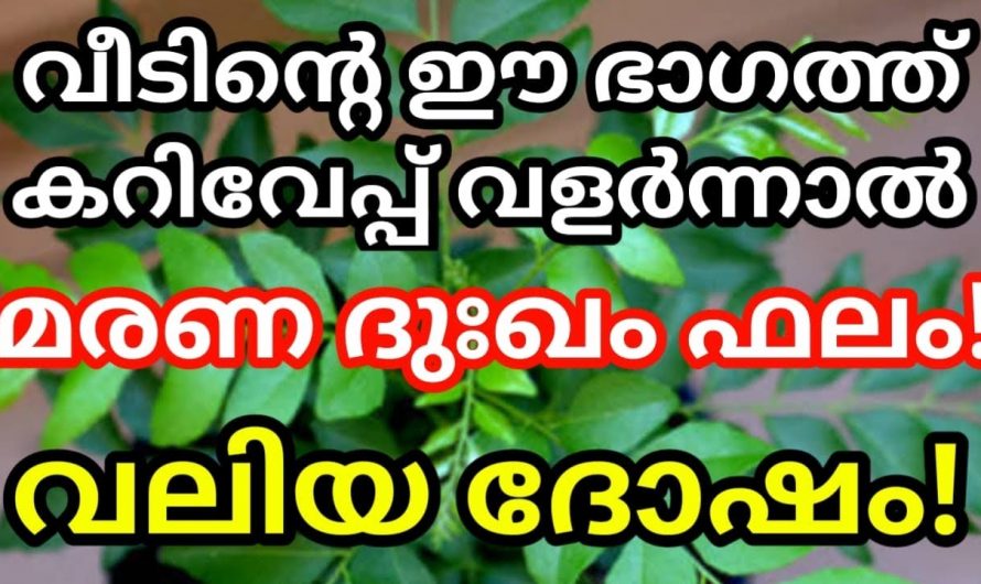 ദൈവികമായ ഈ ചെടി നടുമ്പോൾ നാം ഇത്തരം കാര്യങ്ങൾ ശ്രദ്ധിക്കാറുണ്ടോ? ഇത്രയും കാലവും ഇത് അറിയാതെ പോയല്ലോ ഈശ്വരാ