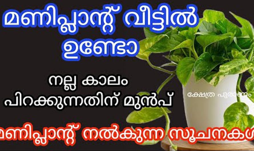 വീടുകളിൽ  ഐശ്വര്യം  ഉണ്ടാക്കുന്ന സൂചനകൾ അറിയാതെ പോയല്ലോ ഈശ്വരാ