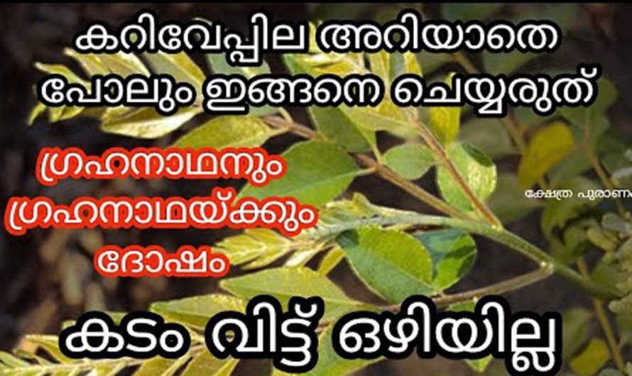 നിങ്ങളുടെ വീട്ടിൽ കറിവേപ്പില എവിടെയാണ് നിൽക്കുന്നത് നിങ്ങൾക്കറിയാമോ? ഇതൊന്നു കണ്ടു നോക്കൂ.