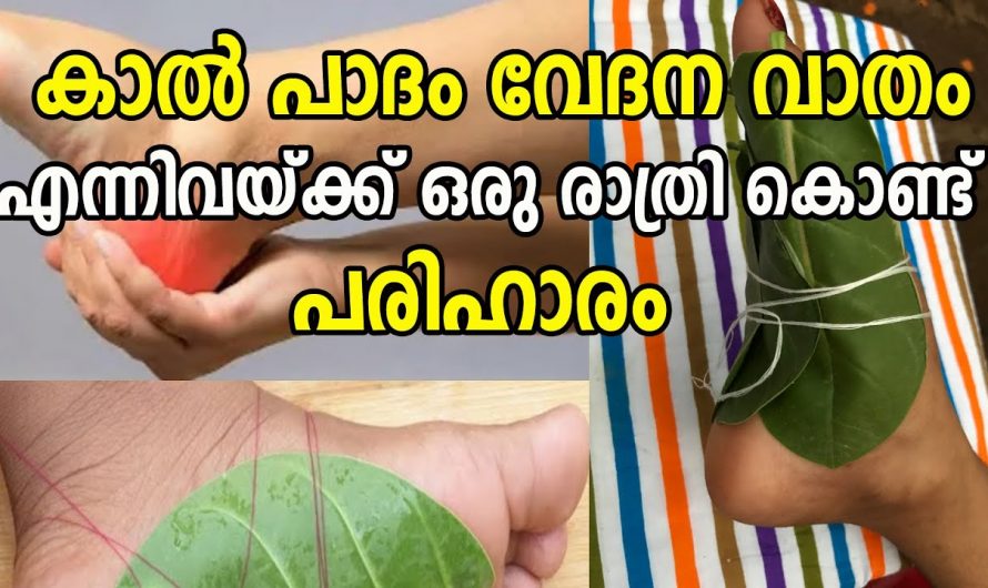 ഈയൊരു ഇല  മാത്രം മതി നമ്മുടെ വേദനകളെല്ലാം നീങ്ങാൻ . ഇതിന്റെ ഗുണങ്ങൾ ആരും തിരിച്ചറിയാതെ പോകരുതേ…| Benefits of Erukku leaf