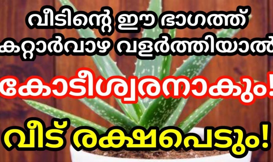 പോസിറ്റീവ് ഊർജo പകരുന്ന ഈ  സസ്യങ്ങളെ കുറിച്ച് ഇതുവരെ അറിയാതെ പോയല്ലോ ഈശ്വരാ…|