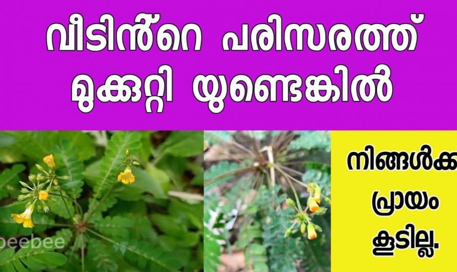 യൗവനം നിലനിർത്താൻ ഈ ഒരു ചെടി മാത്രം മതി. ഇത്തരം അറിവുകൾ ആരും നിസ്സാരമായി കാണരുതേ…| Mookuthi poo plant uses