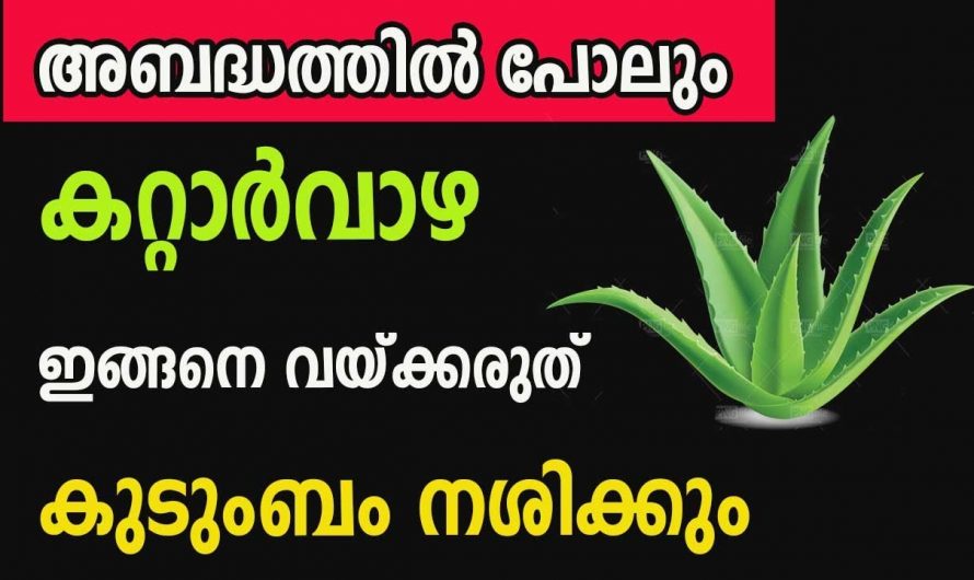 നമ്മുടെ വീട്ടിലെ നെഗറ്റീവ് എനർജികളെ തരണം ചെയ്യുന്നതിന് ഇതാ ഈ ചെടി നട്ടുവളർത്തൂ.  മാറ്റം സുനിശ്ചിതമാണ്.