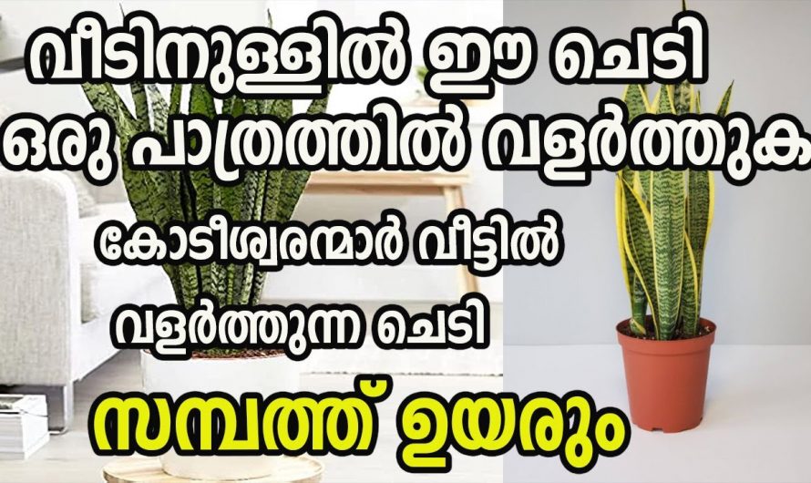നിങ്ങളുടെ വീട്ടിൽ ഈ ചെടികൾ ഉണ്ടോ? എങ്കിൽ സാമ്പത്തിക മുന്നേറ്റം ഉറപ്പാണ്.  ഇതാരും നിസ്സാരമായി  കാണരുതേ.