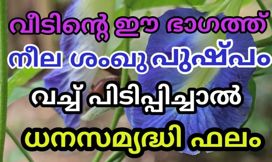 സാമ്പത്തിക പ്രതിസന്ധി നിങ്ങളുടെ കുടുംബത്തെ ബാധിച്ചിട്ടുണ്ടോ ? എങ്കിൽ ഈ ചെടി ഇത്തരത്തിൽ നടുക. ഇതുവഴി ഉണ്ടാകുന്ന നേട്ടങ്ങളെ ആരും കാണാതെ പോകരുതേ.