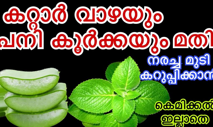 കറ്റാർ വാഴയും പനി കൂർക്കയും അകാലനരയെ ഇനി പേടിക്കേണ്ട. നരവന്ന ഏതൊരു മുടിയിഴകളും കറുപ്പിക്കാൻ ഇത് മാത്രം മതി. കണ്ടു നോക്കൂ…| Aloe vera hair dye