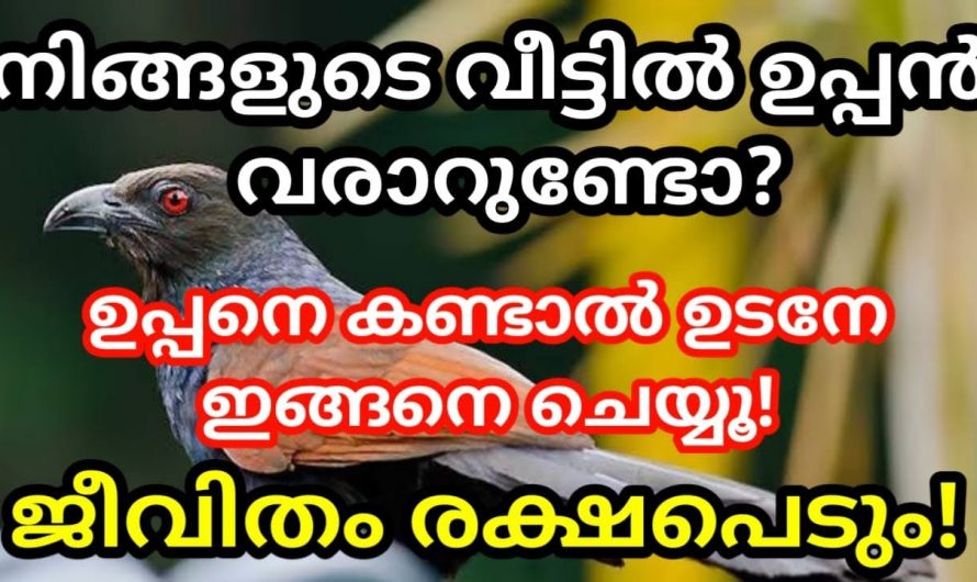 വീട് ചുറ്റും ഉപ്പൻ വട്ടമിട്ട് പറക്കാറുണ്ടോ ?. ഇതു തരുന്ന നല്ല സൂചനയെക്കുറിച്ച് ഇതുവരെയും അറിയാതെ പോയല്ലോ.