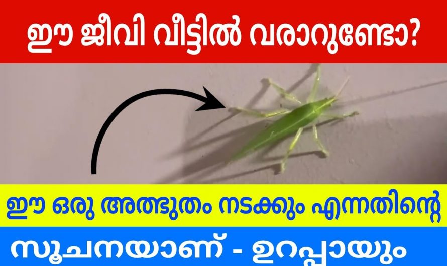 പച്ചക്കണിയാൻ നമ്മുടെ വീടുകളിൽ കൊണ്ടുവരുന്ന ഇക്കാര്യങ്ങളെ കുറിച്ച് ഇതുവരെയും അറിയാതെ പോയല്ലോ. കണ്ടു നോക്കൂ.
