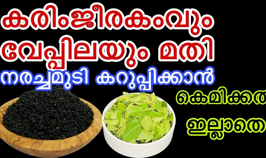 കെമിക്കലുകൾ ഇല്ലാതെ തന്നെ ഒറ്റയുസ്സിൽ മുടികൾ കറുപ്പിക്കാൻ ഈ ഇല മതി. ഇതു തരുന്ന നേട്ടങ്ങളെ ആരും തിരിച്ചറിയാതെ പോകരുതേ…| Natural Hair Dye