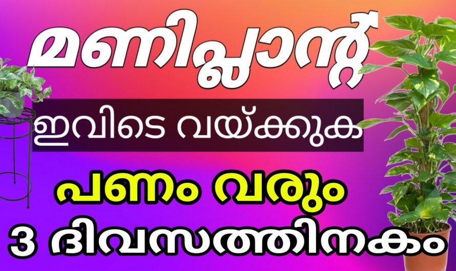 വീടുകളിൽ പണം വർദ്ധിക്കുന്നതിന് ഈ ചെടി ഇങ്ങനെ നട്ടു വളർത്തൂ. ഇത്തരം കാര്യങ്ങൾ ആരും കണ്ടില്ല എന്ന് നടിക്കരുതേ.