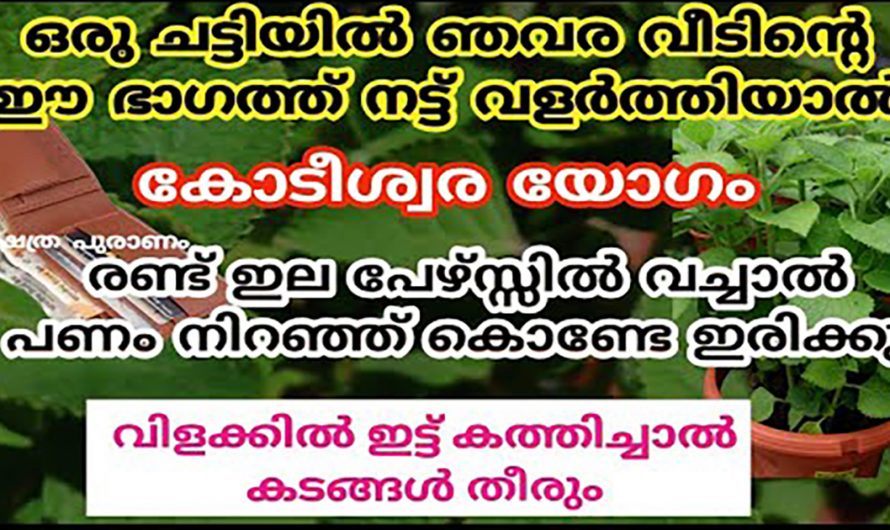 വീട്ടിൽ പണം കുന്നുകൂടാൻ ഈ സസ്യം നട്ടുവളർത്തു. ഇത്തരം കാര്യങ്ങളെ ആരും കണ്ടില്ല എന്ന് നടിക്കരുതേ.