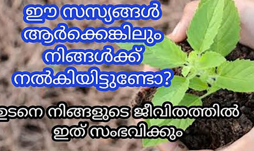 ഇത്തരം ചെടികൾ നിങ്ങളുടെ വീട്ടിലുണ്ടോ ? എങ്കിൽ യാതൊരു കാരണവശാലും ഇത് ആർക്കും നൽകരുതേ.