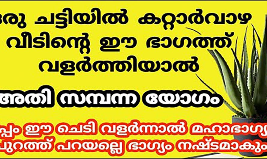 ജീവിതത്തിലെ സകല കഷ്ടപ്പാടും ദുരിതങ്ങളും നീങ്ങുന്നതിന് നട്ടുവളർത്തേണ്ട ഈ സസ്യത്തെക്കുറിച്ച് ആരും അറിയാതെ പോകല്ലേ.