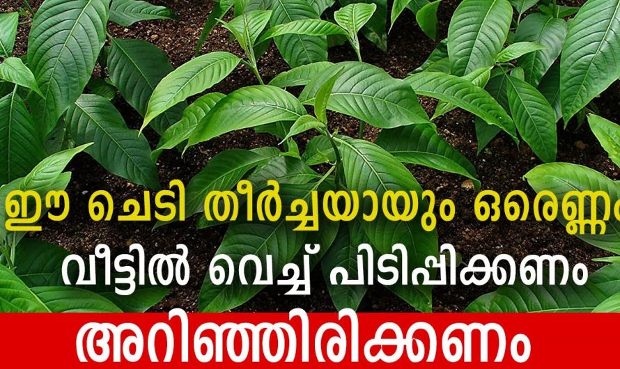 ചുമ കഫക്കെട്ട് ആസ്മ പോലുള്ള രോഗങ്ങളെ ശമിപ്പിക്കാൻ ഈ ഒരു ഇല മതി. ഇതിന്റെ ഗുണങ്ങൾ ആരും തിരിച്ചറിയാതെ പോകരുതേ…| Adalodakam leaf health benefits