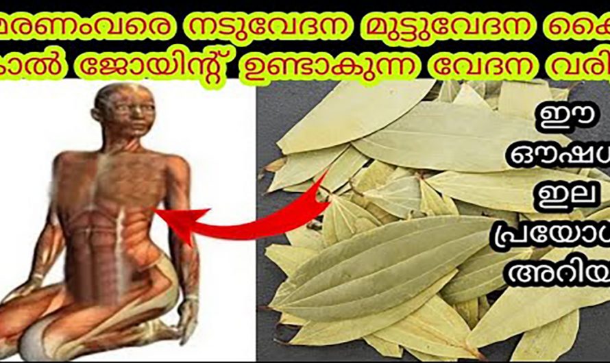 വിട്ടുമാറാത്ത സന്ധി വേദനകളെയും നീർക്കെട്ടുകളെയും മറികടക്കാൻ ഈയൊരു ഇല മതി. ഇതാരും നിസ്സാരമായി തള്ളിക്കളയരുതേ…| Health benefits of bay leaf