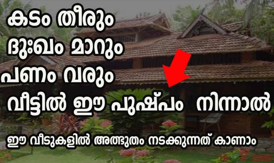 സമൃദ്ധിയും സമാധാനവും വീടുകളിൽ നിലനിൽക്കുന്നതിനെ നട്ടുപിടിപ്പിക്കേണ്ട സസ്യങ്ങളെക്കുറിച്ച് ഇതുവരെയും അറിയാതെ പോയല്ലോ.