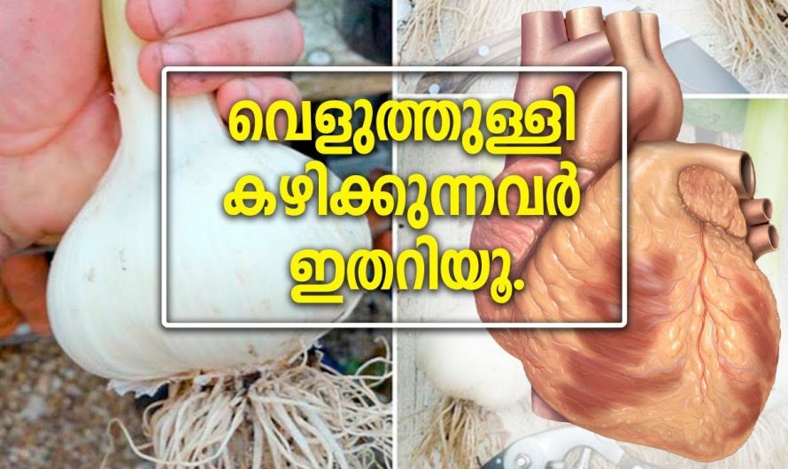 പ്രതിരോധശേഷി വർദ്ധിപ്പിക്കാനും ആരോഗ്യം ഇരട്ടിയാക്കാനും ഇതൊരു അല്ലി മതി. ഇതാരും കാണാതെ പോകല്ലേ…| Garlic good for your heart