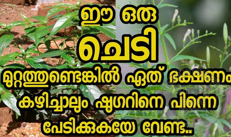 ഈയൊരു ഇല മതി എത്ര മധുരം കഴിച്ചാലും പ്രമേഹം കുറഞ്ഞു നിൽക്കാൻ. കണ്ടു നോക്കൂ.