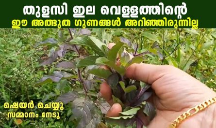 Benefits of Tulsi Leaf Water