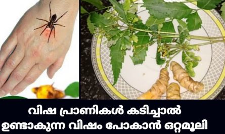 Natural Remedy for Insect Bites