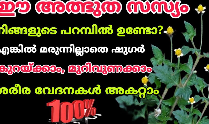 ഫംഗസ് ഇൻഫെക്ഷനുകളെ പ്രതിരോധിക്കാൻ ഈ ഒരു ഇല മതി. ഇതിന്റെ ഗുണങ്ങൾ ആരും കാണാതെ പോകല്ലേ.