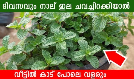 Mint leaves benefits for health