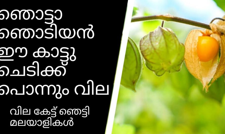 ഹൃദയത്തിന്റെ ആരോഗ്യം വർദ്ധിപ്പിക്കാനും കാഴ്ചശക്തി വർദ്ധിപ്പിക്കാനും ഇത് ഒരെണ്ണം മതി. കണ്ടു നോക്കൂ.