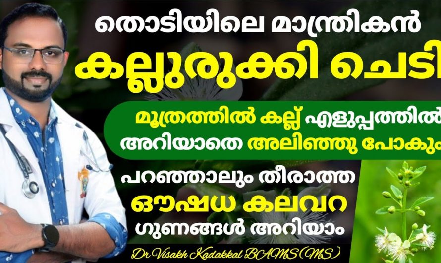 കിഡ്നി സ്റ്റോണിന് എളുപ്പത്തിൽ അലിയിച്ചു കളയാൻ ഇത് മാത്രം മതി. ഇതാരും കണ്ടില്ലെന്ന് നടിക്കരുതേ…| Kallurukki plant medicinal uses