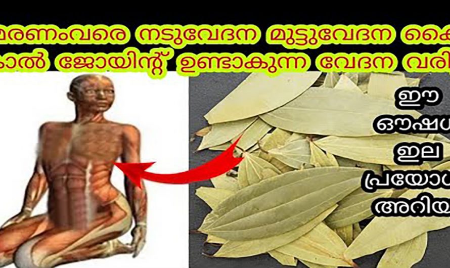 വേദനയ്ക്കും നീർക്കെട്ടിനും ഈ ഇല മതി. ഇതിന്റെ ഗുണങ്ങൾ ആരും കാണാതെ പോകല്ലേ…| Health benefits of bay leaf