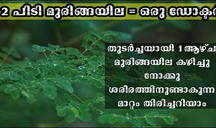 പ്രതിരോധശേഷി വർദ്ധിപ്പിക്കാനും രക്തത്തെ വർധിപ്പിക്കാനും ഇതൊരു പിടി മതി. ഇതാരും നിസ്സാരമായി തള്ളിക്കളയരുതേ…| Drumstick leaves health benefits