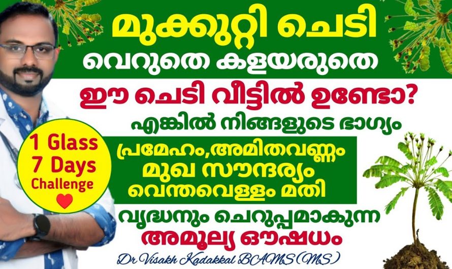 വൃദ്ധനും ചെറുപ്പമാകുന്ന അമൂല്യ ഔഷധത്തെക്കുറിച്ച് ഇതുവരെയും അറിയാതെ പോയല്ലോ.