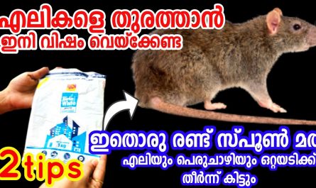 How to rid off rats from home