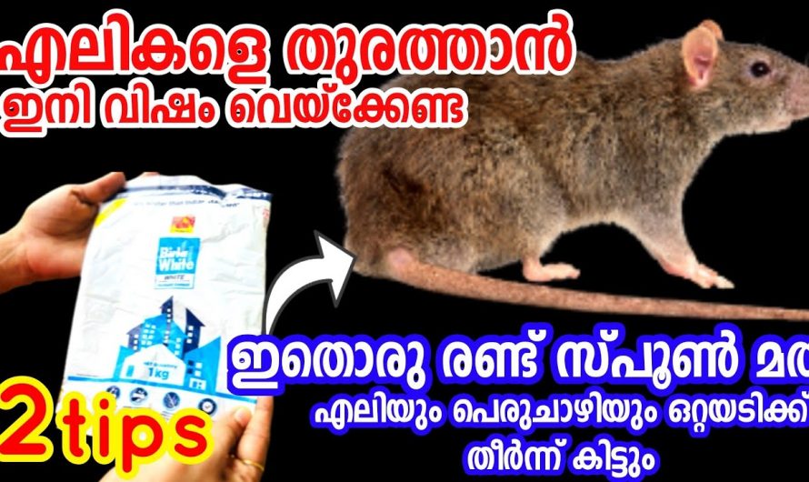 വീട്ടിൽനിന്ന് എലിയെ തുരത്താൻ ഇനി എലിവിഷം വേണ്ട. ഇതാരും നിസ്സാരമായി കാണരുതേ…| How to rid off rats from home