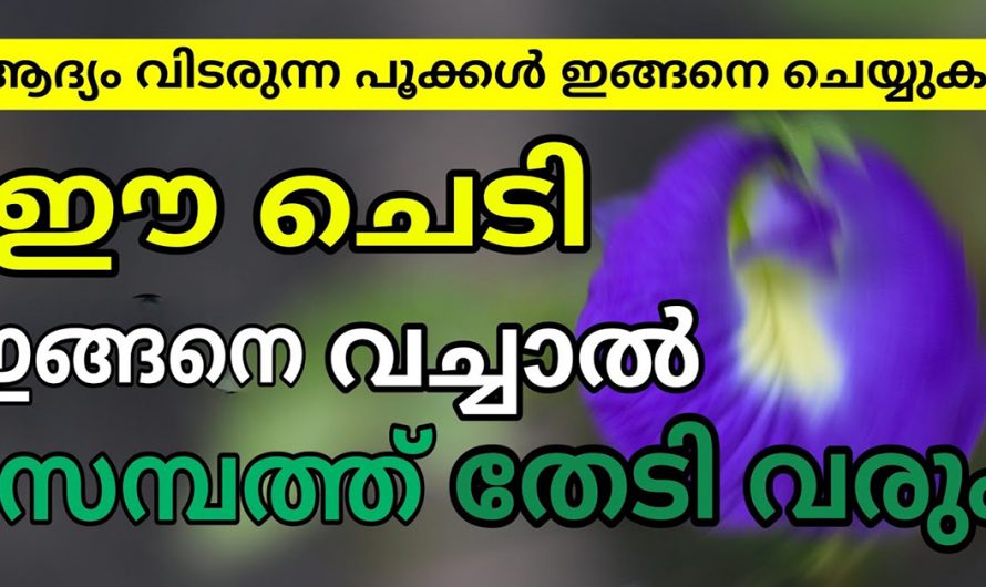 സാമ്പത്തിക മുന്നേറ്റം ഉണ്ടാകാൻ നട്ടപിടിപ്പിക്കേണ്ട ഈ ചെടിയെ കുറിച്ച് ഇതുവരെയും അറിയാതെ പോയല്ലോ.