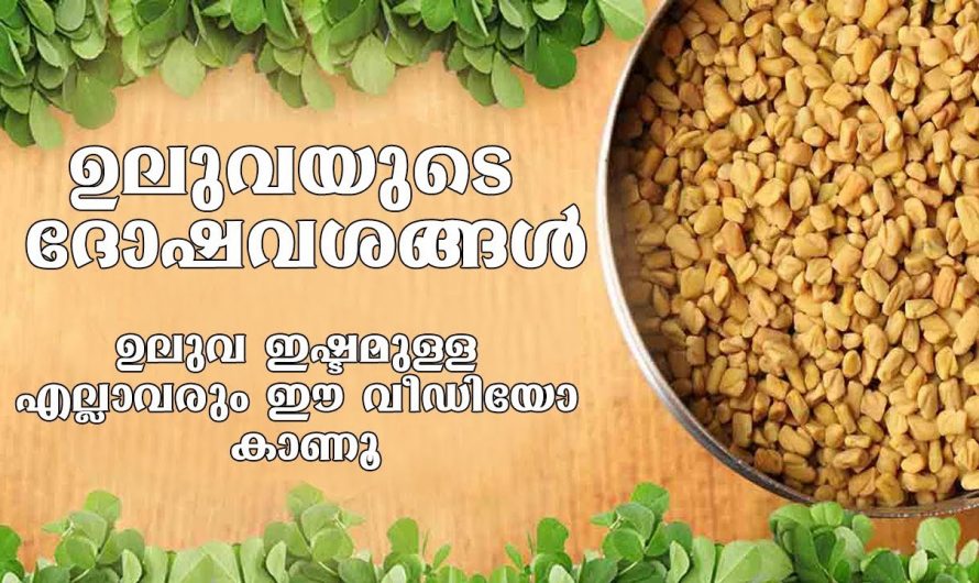 ഉലുവ ഉപയോഗിക്കുന്നവരാണോ നിങ്ങൾ ? എങ്കിൽ ഇതിന്റെ ദോഷവശങ്ങളെ തിരിച്ചറിയാതെ പോകല്ലേ…| Disadvantages of Fenugreek