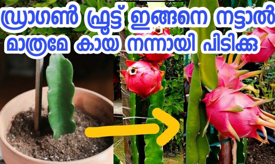 ഡ്രാഗൺ ഫ്രൂട്ട് പെട്ടെന്ന് വേര് പിടിക്കാൻ ഇങ്ങനെ ചെയ്താൽ മതി. ഇതാരും കാണാതെ പോകരുതേ.