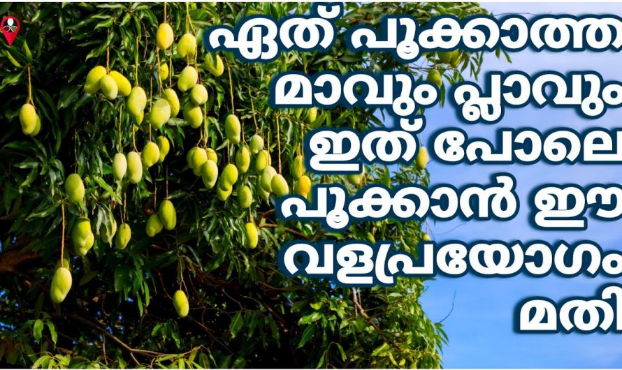 പ്ലാവും മാവും പൂത്തുലയാൻ വളം ഇങ്ങനെ പ്രയോഗിക്കൂ. ഇത് നിങ്ങളെ ശരിക്കും ഞെട്ടിക്കും.