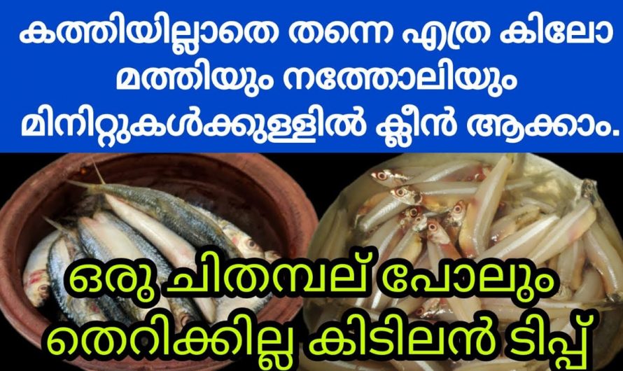 മത്തിയുടെ ചിതമ്പൽ ഒട്ടും തെറിക്കാതെ ക്ലീൻ ചെയ്യാൻ ഇങ്ങനെ ചെയ്താൽ മതി. ഇതാരും അറിയാതിരിക്കരുതേ.