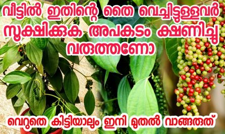 Fruit plants malayalam