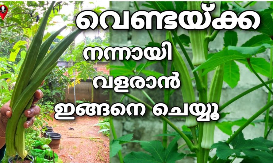 വെണ്ടയിൽ നിന്ന് നല്ല വിളവ് ലഭിക്കാൻ ഇത്തരം കാര്യങ്ങൾ ഒരു കാരണവശാലും അറിയാതിരിക്കരുതേ.