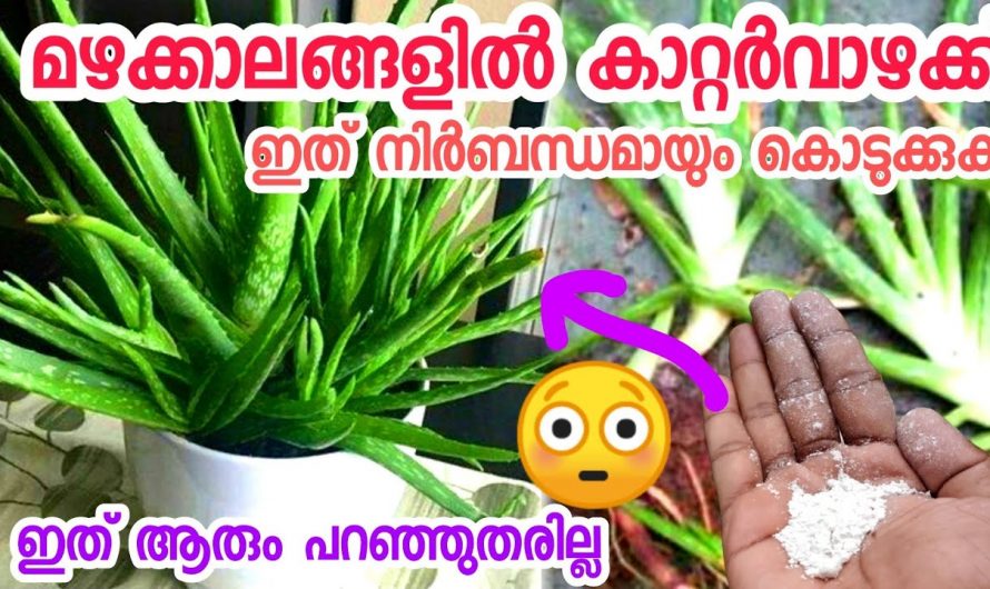 മഴക്കാലങ്ങളിൽ കറ്റാർവാഴ കേടാകാതിരിക്കാൻ ഇത്തരം കാര്യങ്ങൾ ഇനിയെങ്കിലും അറിയാതിരിക്കല്ലേ.