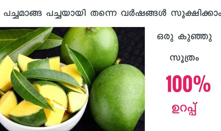 വർഷങ്ങളോളം പച്ചമാങ്ങ കേടാകാതെ സൂക്ഷിക്കാൻ ഇങ്ങനെ ചെയ്യൂ. ഇത് നിങ്ങളെ ശരിക്കും ഞെട്ടിക്കും.