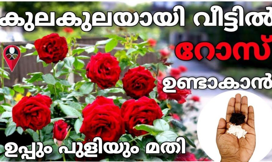 വാടിയുലഞ്ഞ റോസ് പൂത്തുലയാൻ ഇതു മാത്രം മതി. ഇതാരും ഒരുകാരണവശാലും കാണാതെ പോകല്ലേ.