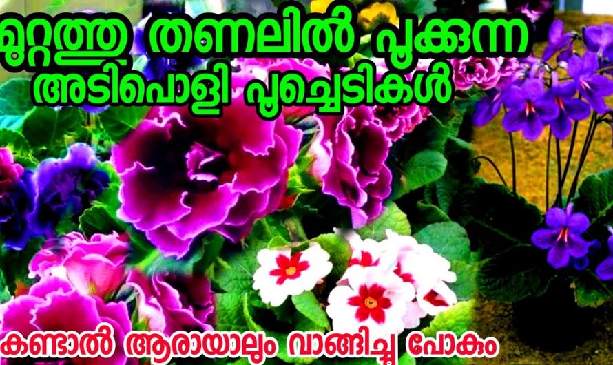 കാഴ്ചയിൽ തന്നെ മനോഹാരിത തുളുമ്പുന്ന ഈയൊരു ചെടിയെക്കുറിച്ച് ആരും അറിയാതെ പോകല്ലേ