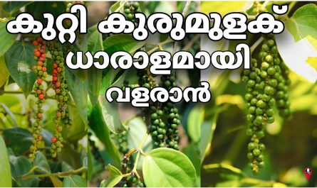 Pepper cultivation malayalam
