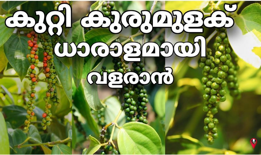 കുരുമുളക് കൃഷി വിജയകരമായി നല്ല വിളവുണ്ടാകാൻ ഇങ്ങനെ ചെയ്യു. ഇത് നിങ്ങളെ ഞെട്ടിക്കും…| Pepper cultivation malayalam